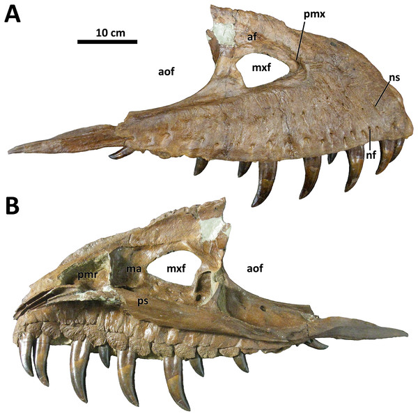 Figure 3: Left maxilla of BDM 107. Shown in lateral (A) and medial (B) views. Abbreviations are as follows: af, antorbital fossa; aof, antorbital fenestra; ma, maxillary antrum; mxf, maxillary fenestra; pmr, promaxillary recess; pmx, promaxillary fenestra; ps, palatal shelf; nf, neurovascular foramina; ns, neurovascular sulci. Scale is 10 cm. Download full-size image DOI: 10.7717/peerj.14461/fig-3