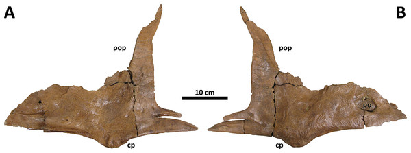 Figure 4: Right jugal of BDM 107. Shown in medial (A) and lateral (B) views. Abbreviations are as follows: cp, cornual process; po, pneumatic opening; pop, postorbital process. Scale is 10 cm. Download full-size image DOI: 10.7717/peerj.14461/fig-4