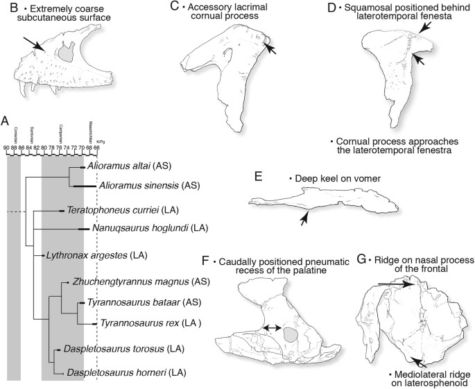 Figure 2: Phylogenetic position and synapomorphies of Daspletosaurus , based on parsimony analysis.