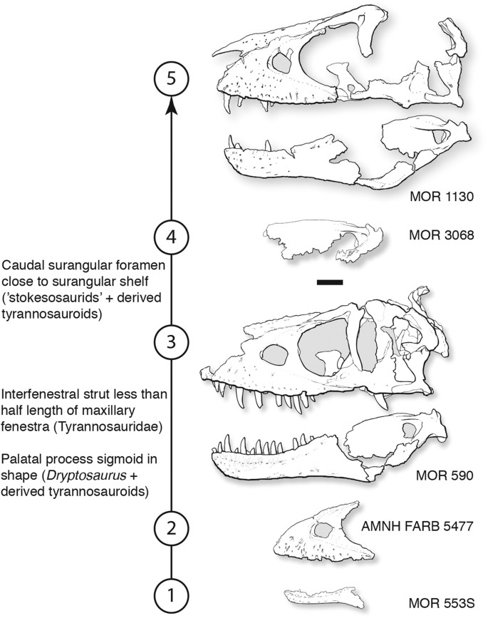 Figure 3: The growth series of Daspletosaurus horneri sp. nov., based on parsimony analysis.