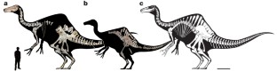 Figure 1: Deinocheirus mirificus .