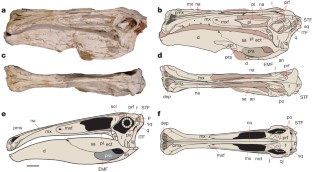 Figure 2: Skull of Deinocheirus mirificus (MPC-D 100/127).