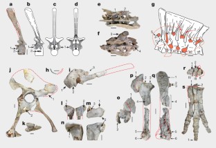 Figure 3: Postcranial skeletons of Deinocheirus mirificus (MPC-D 100/127, MPC-D 100/128).