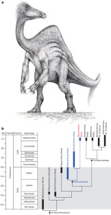 Figure 4: Phylogenetic relationships of Deinocheirus mirificus within Ornithomimosauria.