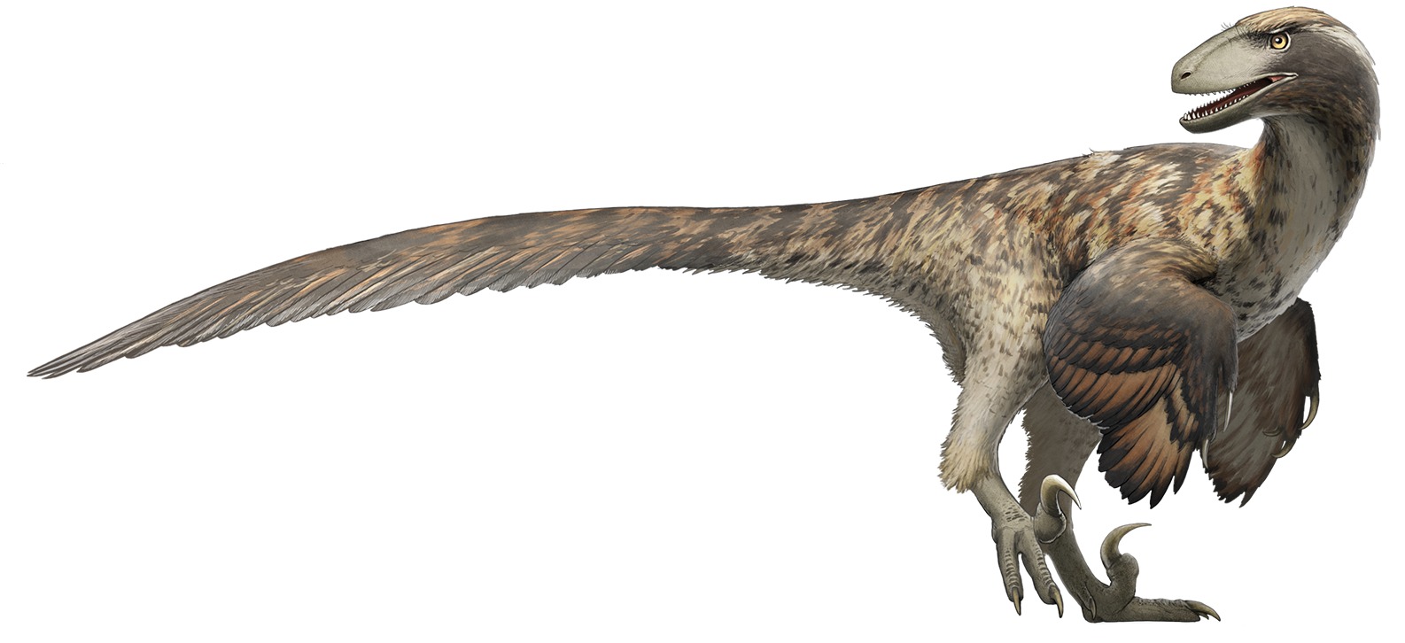 Deinonychus antirrhopus