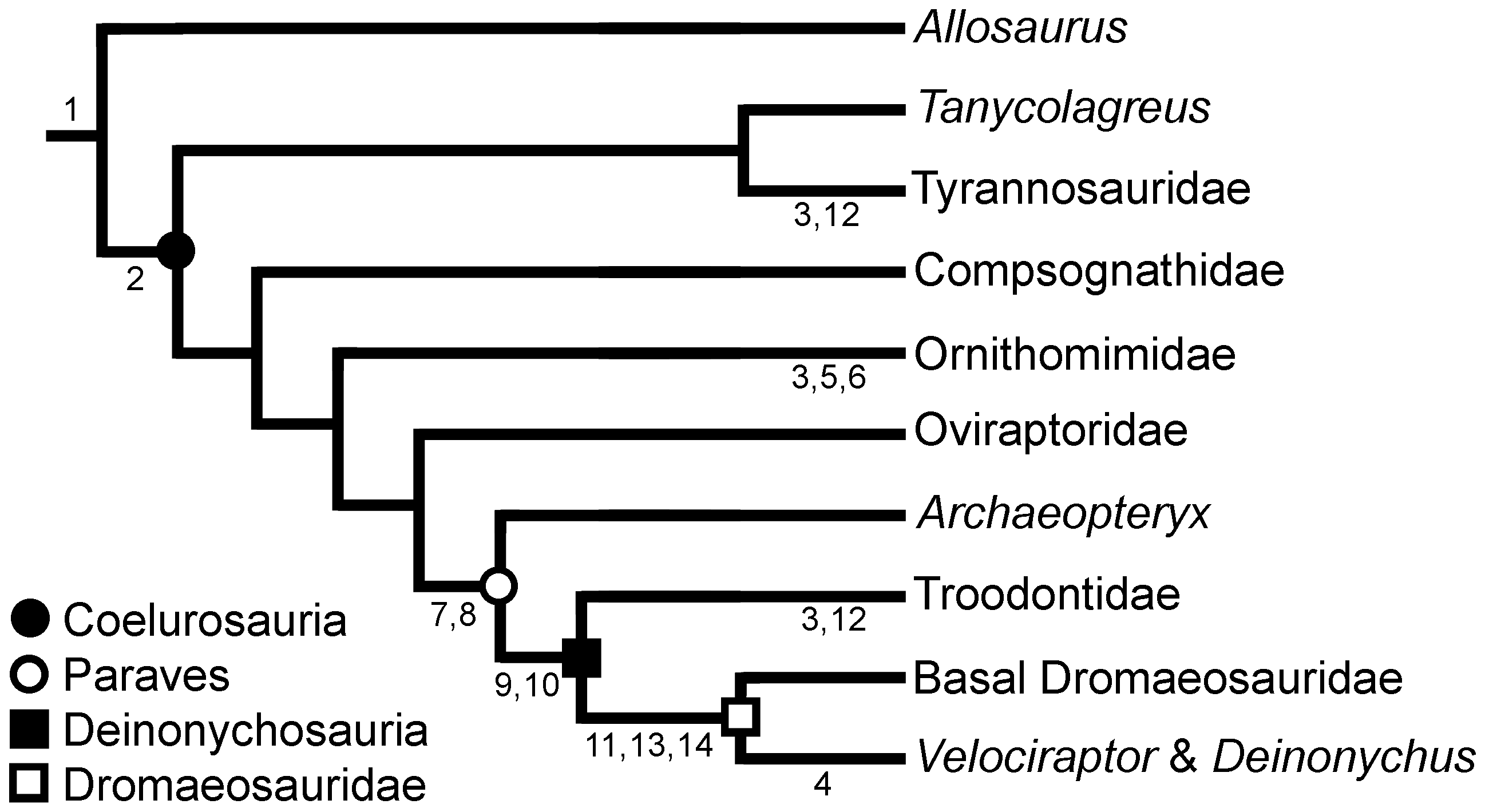 Figure 2. Phylogenetic distribution of characters pertinent to the RPR model.