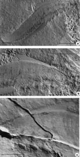 Figure 2: The Lower Cambrian agnathan vertebrate Myllokunmingia fengjiaoa Shu, Zhang & Han gen. et sp. nov. from Haikou, Yunnan.