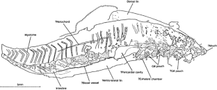 Figure 3: Camera-lucida drawing of specimen, with certain features (notably structures interpreted as extrabranchial atria) combined by reversal from the counterpart ( Fig. 1c ), to show interpretation.
