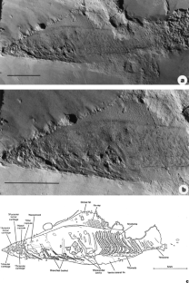 Figure 4: The Lower Cambrian agnathan vertebrate Haikouichthys ercaicunensis Luo, Hu & Shu gen. et sp. nov. from Haikou, Yunnan.