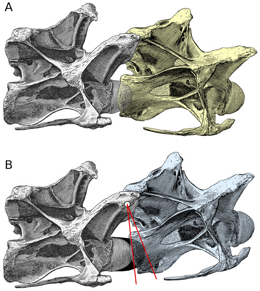 Figure 2: Increased angle of elevation at an intervertebral joint when cartilage is included. Posterior cervical vertebrae 13 and 14 of Diplodocus carnegii holotype CM 84, from Hatcher ( 1901 : plate III), in right lateral view. (A) C13 (yellow) in osteological neutral posture, with the condyle of C14 embedded in its cotyle and with zygapophyseal facets maximally overlapped. (B) Intervertebral cartilage (black) added, and C13 (blue) rotated upwards to accommodate it. (For simplicity, the cartila
