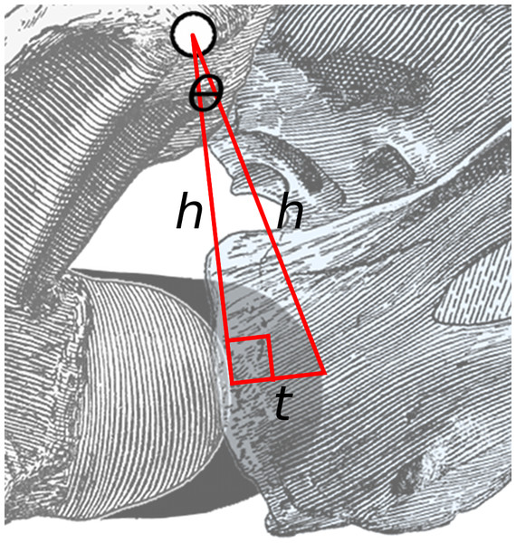Figure 3: Close-up of area of rotation in Fig. 2 . The two long lines, each of length h , connect the middle of the zygapophyseal facets to the anteriormost point of the condyle of the posterior vertebra and the cotyle of the anterior one. The short line of length t is projected at a right angle to the left line, and more or less connects the points on the condyle and cotyle. The angle between the two long lines is θ . Download full-size image DOI: 10.7717/peerj.712/fig-3