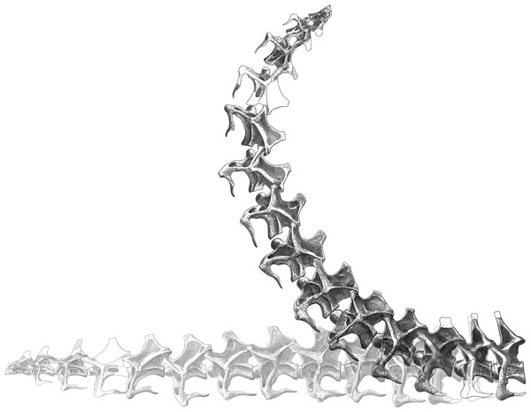 Figure 4: Effect of adding cartilage to the neutral pose of the neck of Apatosaurus louisae CM 3018. Images of vertebrae from Gilmore ( 1936 : plate XXIV). At the bottom, the vertebrae are composed in a horizontal posture. Superimposed, the same vertebrae are shown inclined by the additional extension angles indicated in Table 1 . If the slightly sub-horizontal osteological neutral pose of Stevens & Parrish (1999) is correct, then the cartilaginous neutral pose would be correspondingly slightly 