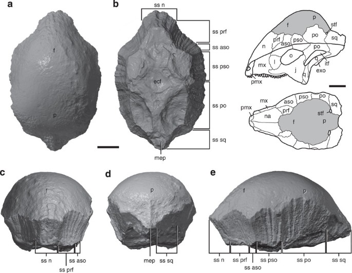 Figure 1: Holotype specimen of Acrotholus audeti .