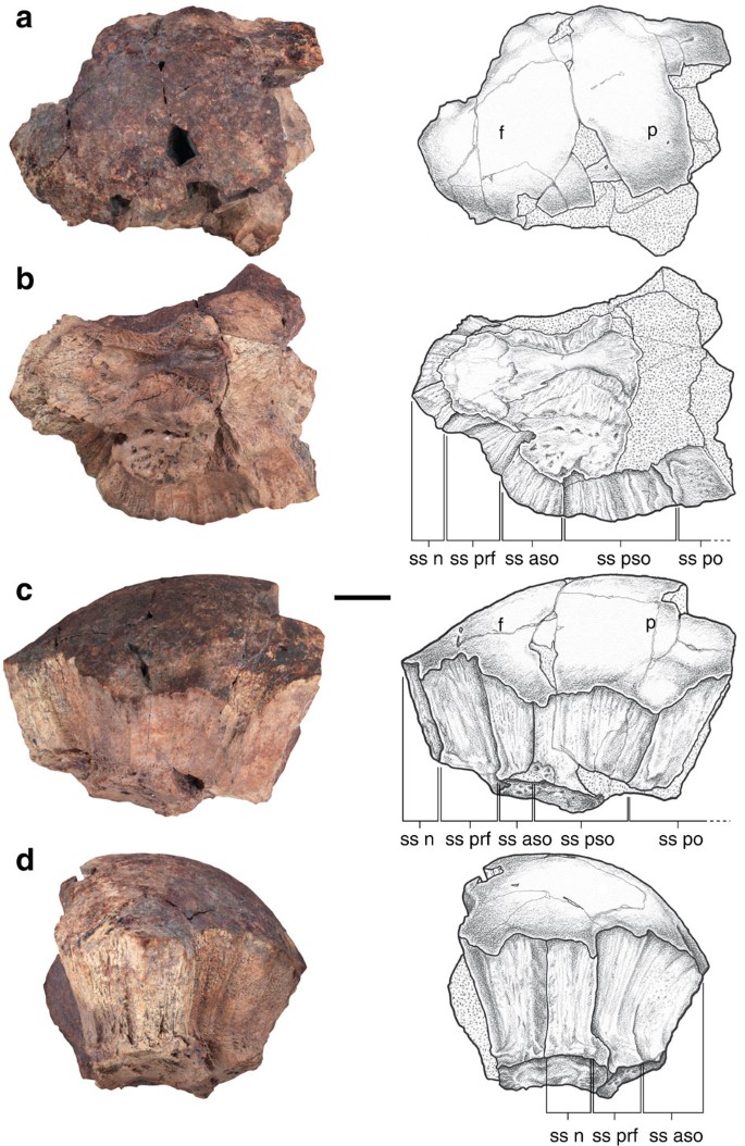 Figure 2: Paratype specimen of A. audeti with interpretive drawings.