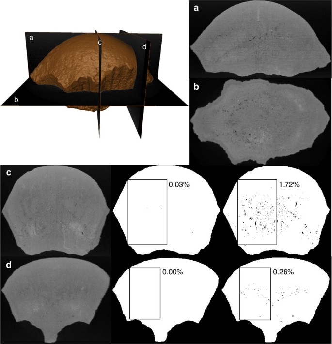 Figure 3: High-resolution computed tomography scans of the holotype specimen of A. audeti .