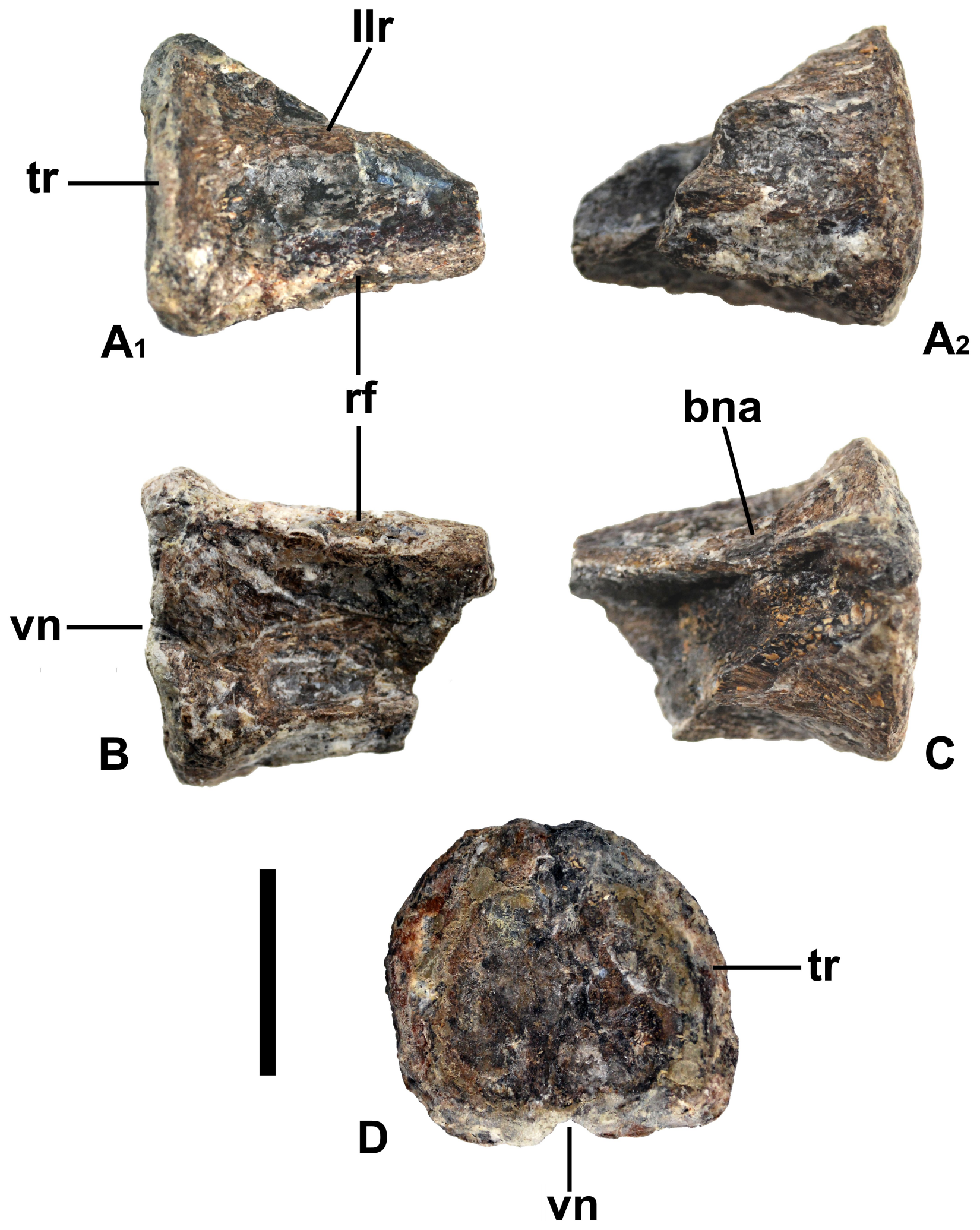 Figure 1. Cervical vertebra fragment from the ANSP collection.