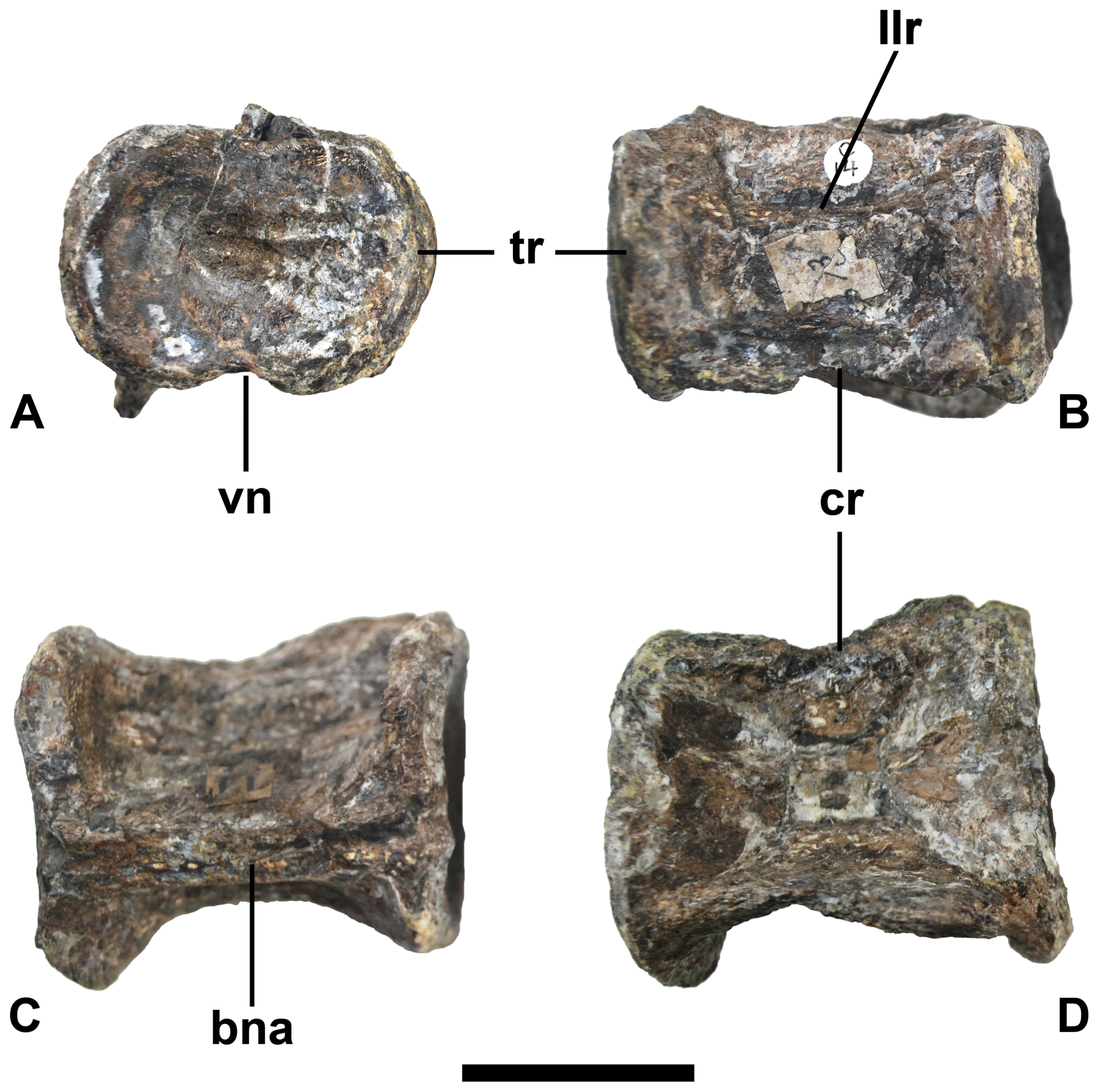 Figure 2. Craniad cervical vertebra of Elasmosaurus platyurus (ANSP 10081).