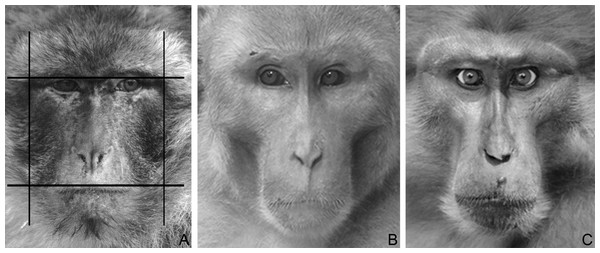 Figure 1: Macaque faces. (A) An example illustrating how fWHR was calculated from images (Barbary macaque). Bizygomatic width was measured as the horizontal distance between the left and right zygion (vertical lines); upper-face height as the vertical distance between the highest point of the eyelids and the highest point of the upper lip (horizontal lines). The fWHR was calculated as width divided by height. (B) A male rhesus macaque (dominance style 1). Photo by Lauren Brent (modified). (C) A 