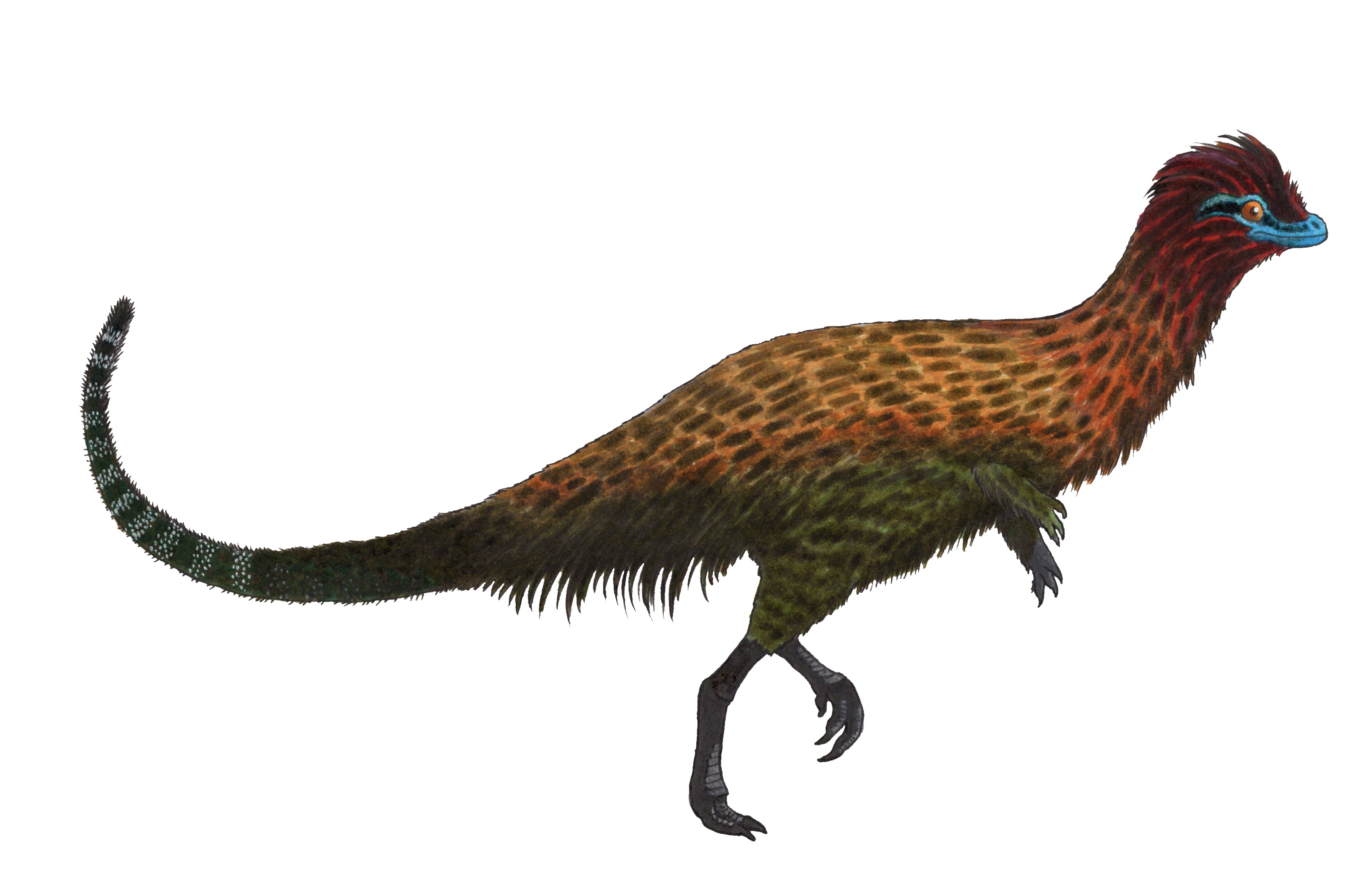 Reconstituição especulativa do Eoraptor lunensis com plumagem hipotética. Embora não haja evidências diretas de penas em Eoraptor, estudos filogenéticos sugerem que muitos dinossauros primitivos podiam ter estruturas similares.