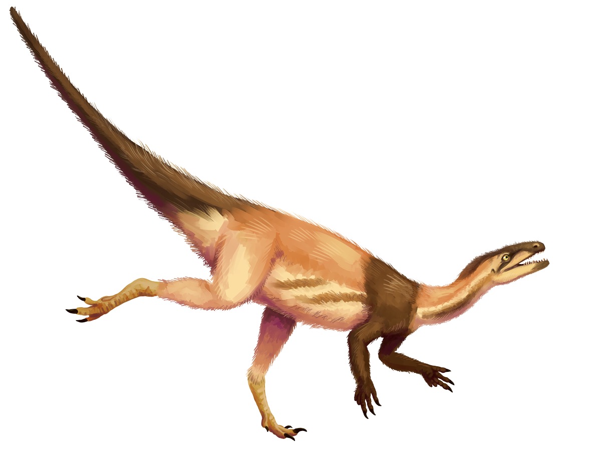 Eoraptor lunensis