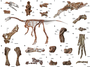 Fig. 2: Selected bones of Huayracursor jaguensis holotype.