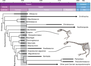 Fig. 3: Result of the phylogenetic analysis.