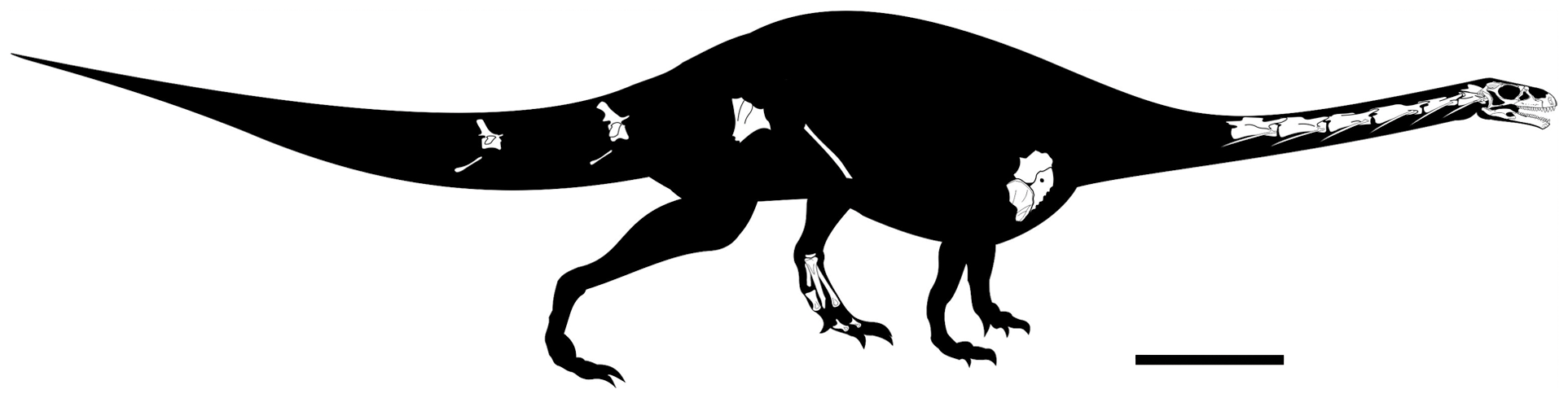 Figure 2. Silhouette reconstruction of the skeleton of Leyesaurus marayensis (PVSJ 706