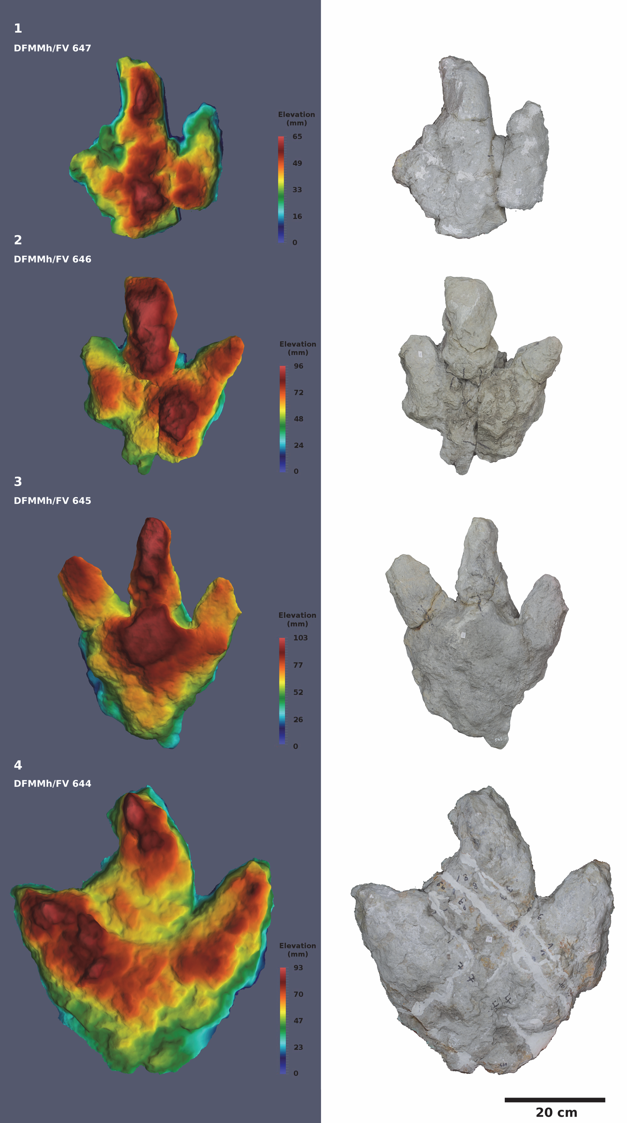 Depth-color images (left) and orthophotos (right) of 1: DFMMh/FV 647, 2: DFMMh/FV 646, 3: DFMMh/FV