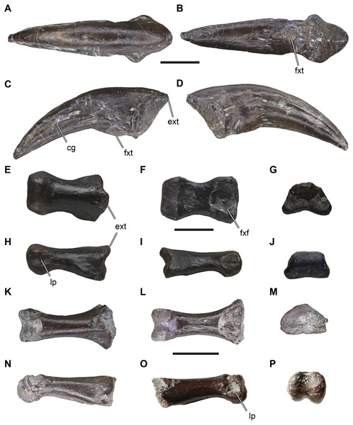 Figure 2: Isolated theropodan phalangeal elements from the Langenberg Quarry. DfMMh/FV1/19, pedal ungual, in (A) dorsal view, (B) ventral view, (C) left lateral view, (D) right lateral view. DfMMh/FV/343, pedal phalanx, in (E) dorsal view, (F) ventral view, (G) distal view, (H) left lateral view, (I) right lateral view, (J) distal view. DfMMh/FV2/19, pedal phalanx, in (K) dorsal view, (L) ventral view, (M) distal view, (N) left lateral view, (O) right lateral view, (P) distal view. Abbreviations