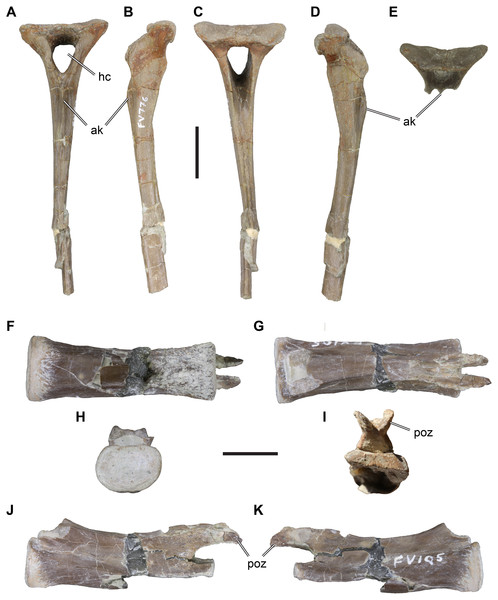 Figure 3: Isolated Theropoda axial elements from the Langenberg Quarry. DfMMh/FV/776, chevron, in (A) anterior view, (B) left lateral view, (C) posterior view, (D) right lateral view, (E) anterodorsal view on proximal articular surface. DfMMh/FV/105, distal caudal vertebra, in (F), ventral view, (G) dorsal view, (H) anterior view, (I) posterior view, (J) left lateral view, (K) right lateral view. Abbreviations: ak, anterior keel; hc, haemal canal; poz, postzygapophysis. Scale bar in A–E equals 2