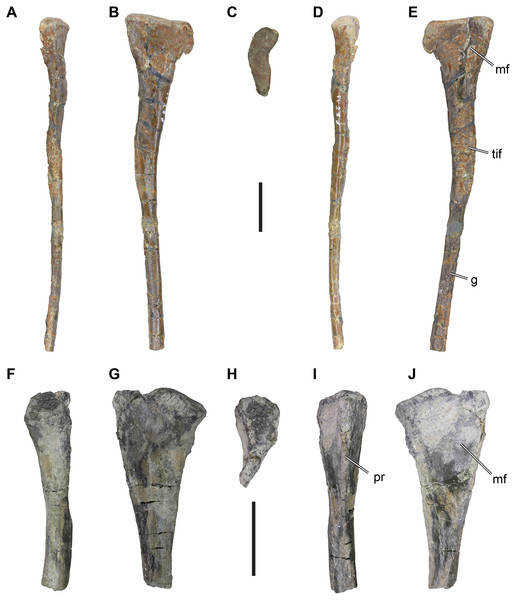 Figure 4: Isolated theropodan fibulae from the Langenberg Quarry. DfMMh/FV/287, left fibula in (A) anterior view, (B) medial view, (C) proximal view, (D) posterior view, (E) medial view. DfMMh/FV3/19, partial right fibula in (F) anterior view, (G) lateral view, (H) proximal view, (I) posterior view, (J) medial view. Abbreviations: g, groove; mf, medial fossa; pr, posterior ridge; tif, tubercle for the M. iliofibularis . All scale bars equal 20 mm. Download full-size image DOI: 10.7717/peerj.8437