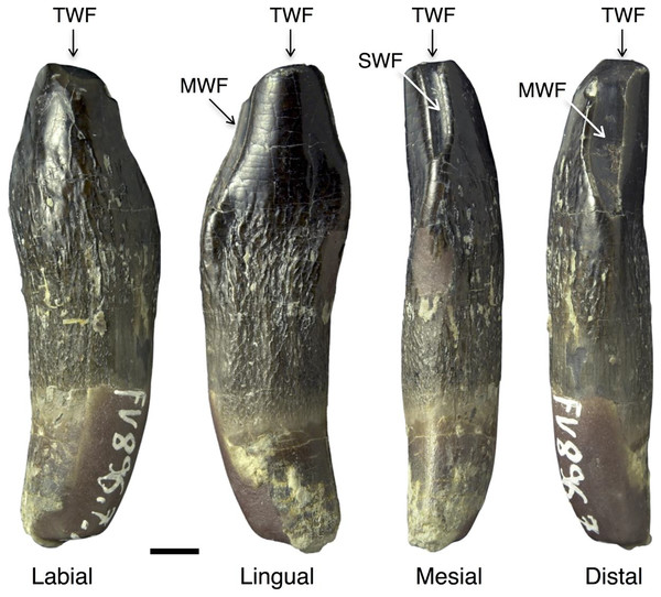 Figure 1: Wear facets in the teeth of Europasaurus holgeri . The facets are illustrated based on the first left dentary tooth FV 896.7.2 which is part of isolated tooth row DfmMh/FV 896.7 (see also Fig. 7 ). Tooth FV 896.7.2 was separated from the matrix during preparation to reveal its morphology from all directions. Note that the position of the main and side wear facets are switched in upper and lower teeth. Scale = 3 mm. Wear facet abbreviations: MWF, main wear facet; SWF, side wear facet; T