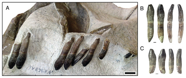 Figure 7: Isolated lower tooth row DfmMh/FV 896.7 of Europasaurus holgeri . The first left and right dentary teeth (FV 896.7.2 and FV 896.7.3, respectively) were removed from the specimen during preparation. (A) FV 896.7.1, the part of this ITR remaining in the matrix in labial view. Scale = 10 mm. Note the decrease in size and increase in asymmetry from the mesial to the distal tooth positions. The mesial carina of the teeth extends further basally than the distal carina, indicating that the sy