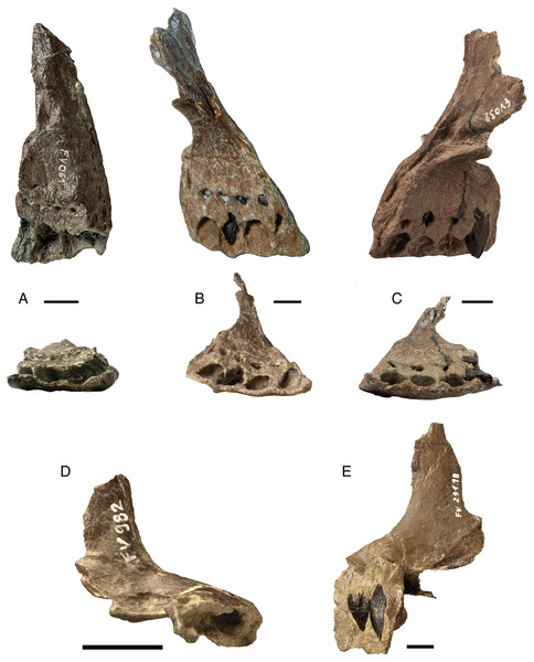 Figure 2: Isolated premaxillae of Europasaurus holgeri . All premaxillae show complete alveolar sections and fused interdental plates. (A) FV 061 in lingual and ventral view. (B) FV 652.3 in lingual and ventral view. (C) FV 032 in lingual and ventral view. (D) FV 982 in ventral view. FV 982 is the smallest of the premaxillae and comes from a juvenile individual. (E) FV 291.18 in labial view. Note the replacement teeth at different stages of development in the alveoli of premaxillae FV 032, FV 29