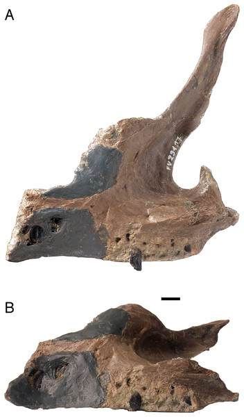 Figure 3: Only known isolated maxilla FV 291.17, part of the holotype of Europasaurus holgeri . The first three and last six alveoli with some replacement teeth in place are original, whereas the gray area was reconstructed. It must have contained three to four alveoli. (A) Lingual view, note the fused interdental plate. (B) Ventral view. Scale = 10 mm. Download full-size image DOI: 10.7717/peerj.17764/fig-3