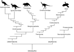 Figure 1: Relationships of certain dinosaur taxa.
