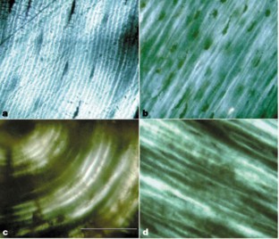 Figure 4: Lamellar organization as seen with crossed polars in transverse thin sections of various bones.