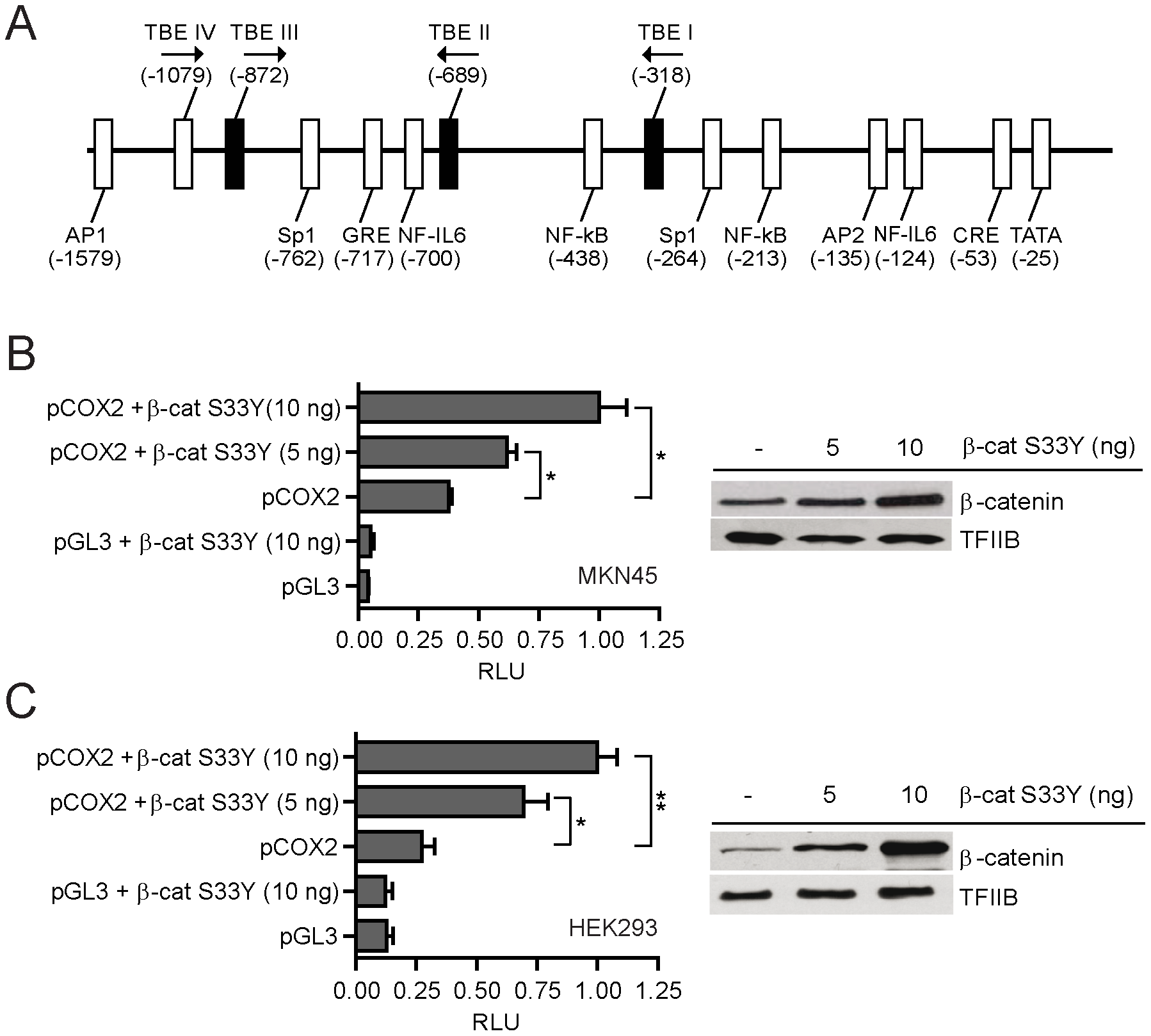 Figure 3. Human pCOX2-1.6 promoter activity in response to Wnt/β-catenin signaling.