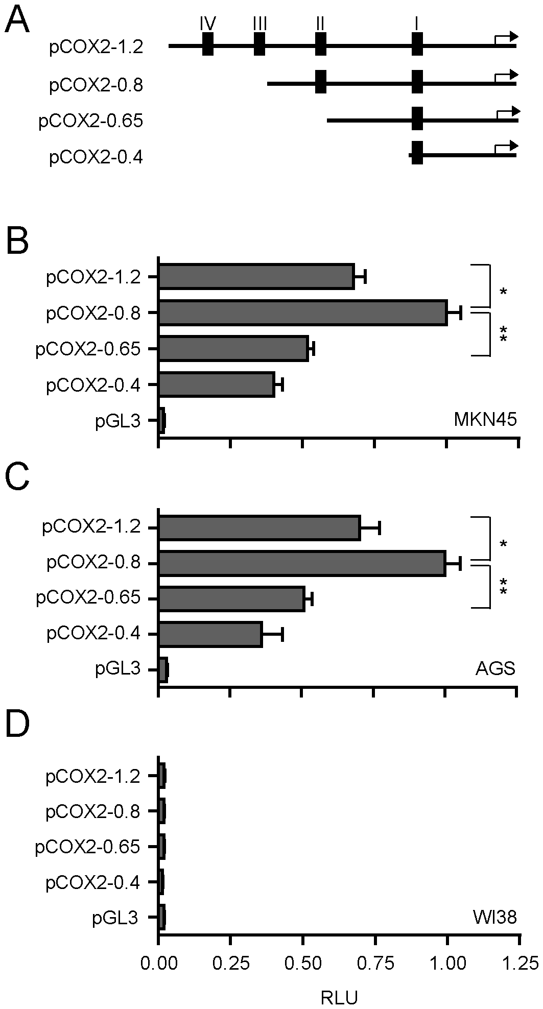 Figure 4. pCOX2-0.8 as a minimal COX2 promoter with maximum basal response in GC cells.