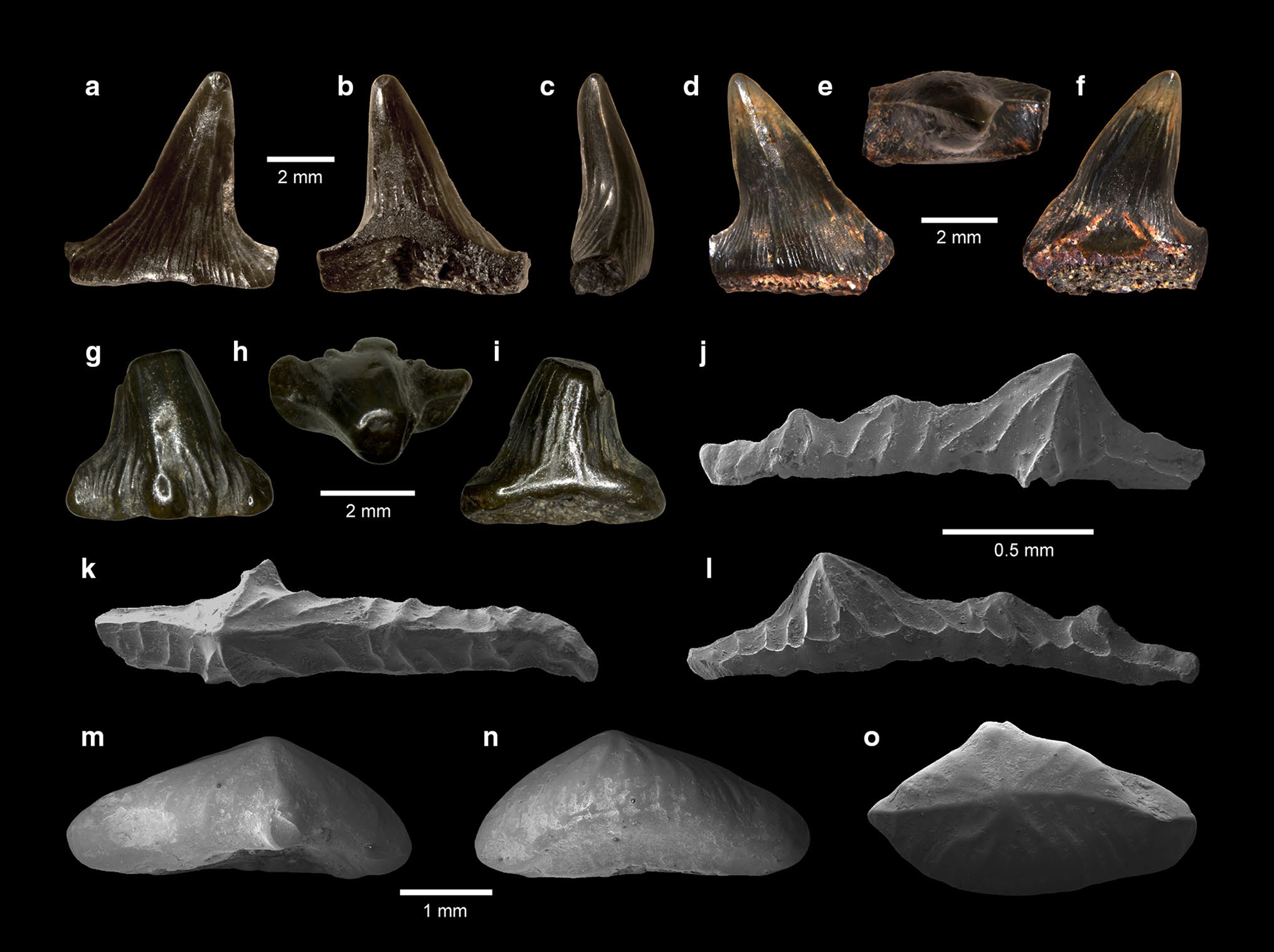 Hybodontiform shark teeth from the upper Pliensbachian of