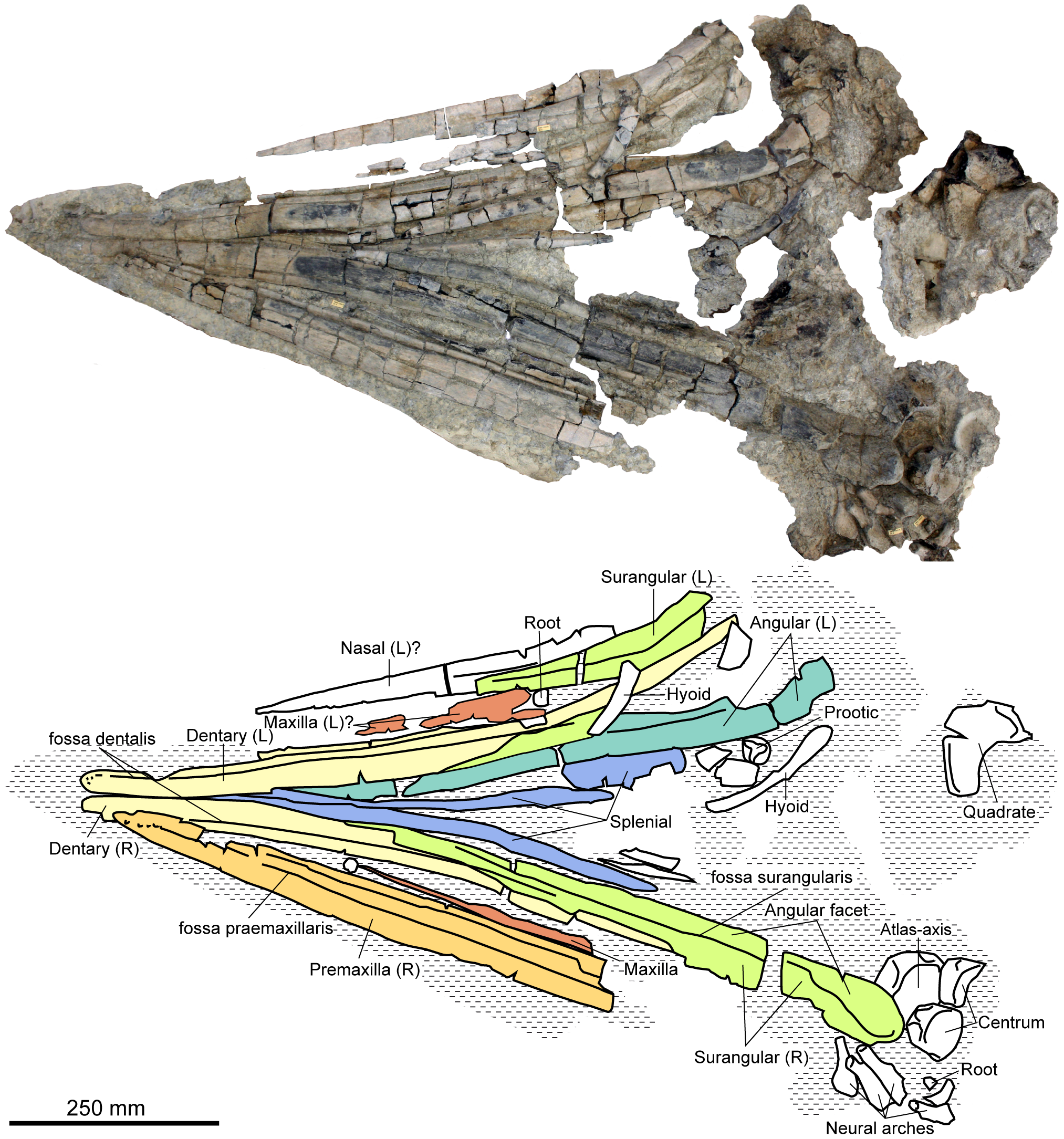 Figure 1. Skull and partial cervical region of Acamptonectes densus (SNHM1284-R).