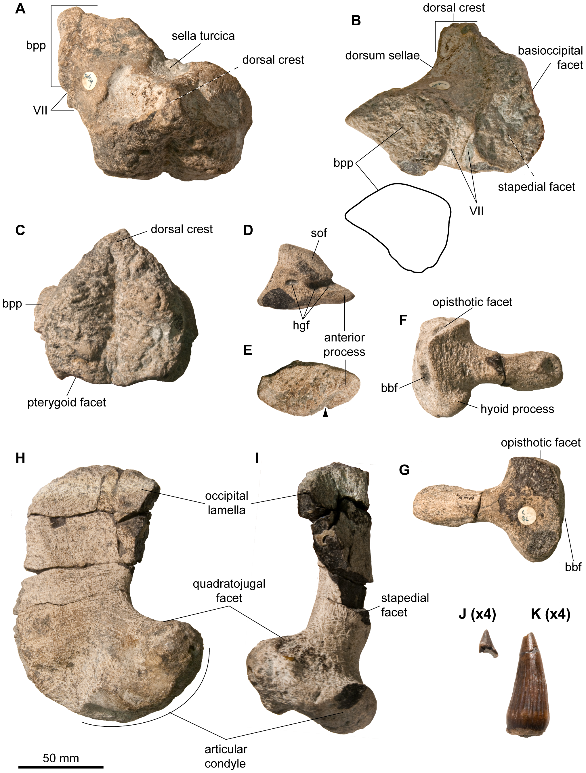 Figure 3. Basicranium, quadrate, and dentition of Acamptonectes densus (GLAHM 132588, holotype).