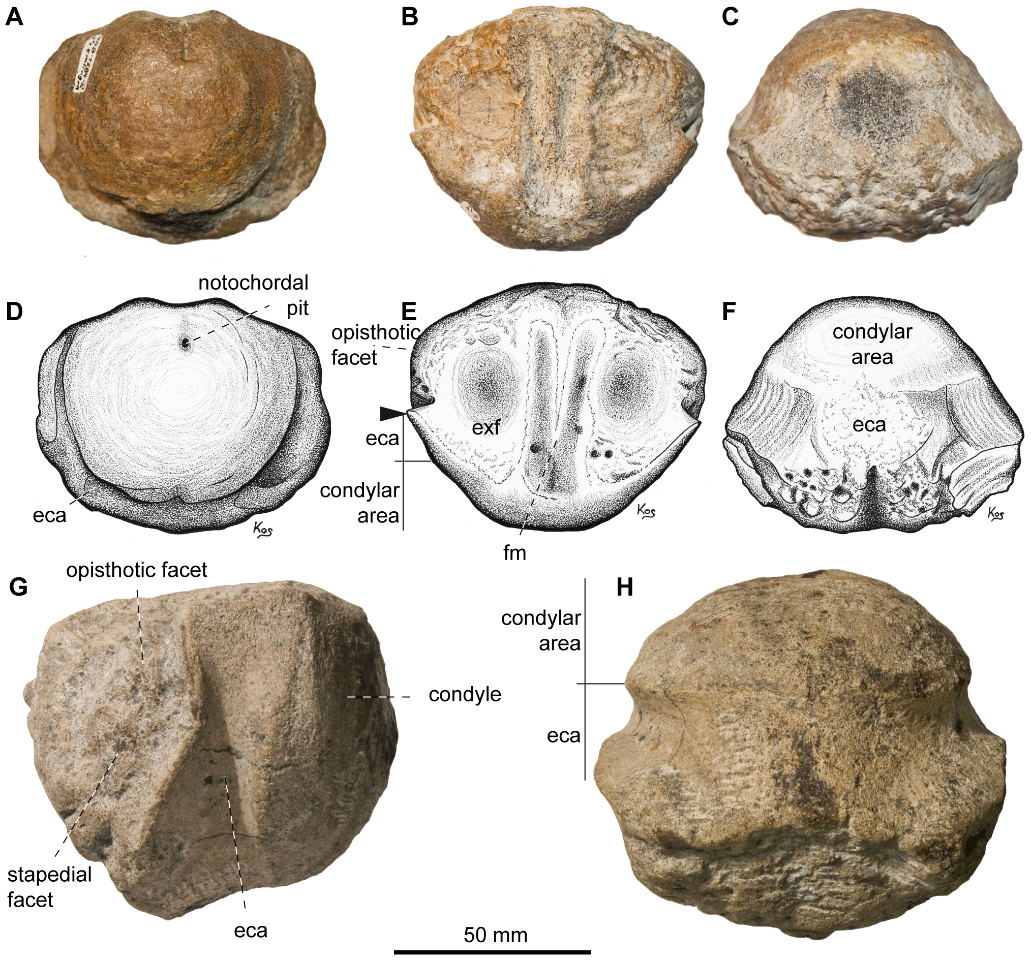 Figure 4. Basioccipital of Acamptonectes densus .