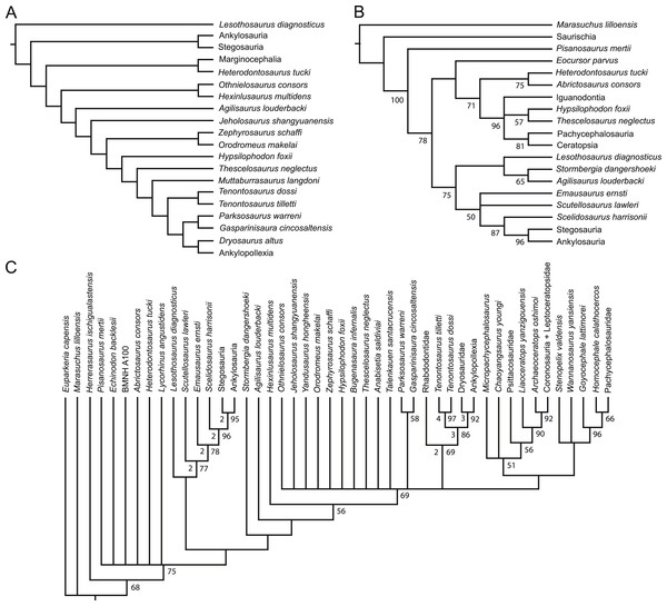 Figure 1: Recent phylogenetic hypotheses of basal ornithischian relationships. Tree topology reported by Buchholz (2002) based on analysis of 97 characters for 20 terminal taxa (A), strict consensus of four most parsimonious trees recovered by Spencer (2007) based on analysis of 97 characters for 19 terminal taxa (B), and strict consensus of 756 most parsimonious trees recovered by Butler, Upchurch & Norman (2008) based on analysis of 221 characters for 46 terminal taxa (C). In (B) bootstrap val