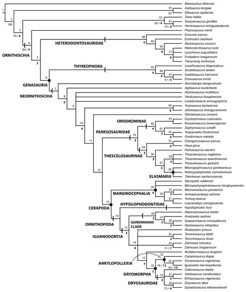 Figure 2: Strict consensus of the 36 most parsimonious trees recovered by this study. Major ornithischian subclades are labeled either along branches (stem-based definitions) or at nodes (node-based definitions). See Table 1 for phylogenetic definitions. Numbers above nodes refer to the list of unambiguous character changes reported for each node in Table S4 . Bold numbers beneath nodes are Bremer support numbers >1, while non-bold numbers beneath nodes are bootstrap support values >50%. Downloa