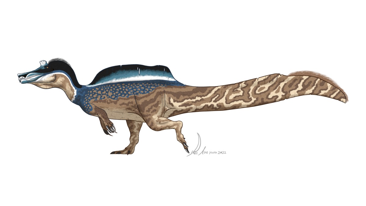 Irritator challengeri