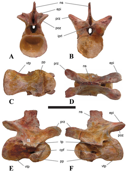 Figure 1: CMN 50791, mid-cervical vertebra (C6) of Sigilmassasaurus brevicollis . (A) posterior view; (B) anterior view; (C) ventral view; (D) dorsal view; (E) right lateral view; (F) left lateral view. Abbreviations: cpf, central pneumatic foramen; epi, epipophyses; iprl, interprezygapophyseal lamina; ns, neural spine; poz, postzygapophysis; pp, parapophysis; prz, prezygapophysis; tp, transverse process; vtp, ventral triangular plateau. Scale bar equals 10 cm. Download full-size image DOI: 10.7