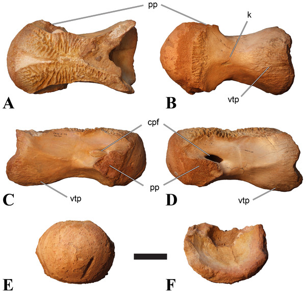 Figure 2: BSPG 2011 I 118, mid-cervical vertebra (C5) of Sigilmassasaurus brevicollis . (A) posterior view; (B) anterior view; (C) ventral view; (D) dorsal view; (E) right lateral view; (F) left lateral view. Abbreviations: cpf, central pneumatic foramen; k, keel; pp, parapophysis; vtp, ventral triangular plateau. Scale bar equals 5 cm. Download full-size image DOI: 10.7717/peerj.1323/fig-2