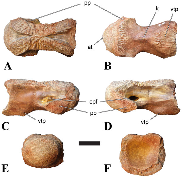 Figure 3: BSPG 2011 I 117, mid-cervical vertebra (C6) of Sigilmassasaurus brevicollis . (A) posterior view; (B) anterior view; (C) ventral view; (D) dorsal view; (E) right lateral view; (F) left lateral view. Abbreviations: at, anterior median tuberosity; cpf, central pneumatic foramen; k, keel; pp, parapophysis; vtp, ventral triangular plateau. Scale bar equals 5 cm. Download full-size image DOI: 10.7717/peerj.1323/fig-3