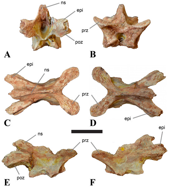 Figure 4: NHMUK PV R 16427, mid-cervical neural arch (C4) of Sigilmassasaurus brevicollis . (A) posterior view; (B) anterior view; (C) ventral view; (D) dorsal view; (E) right lateral view; (F) left lateral view. Abbreviations: epi, epipophyses; ns, neural spine; poz, postzygapophysis; prz, prezygapophysis. Scale bar equals 5 cm. Download full-size image DOI: 10.7717/peerj.1323/fig-4